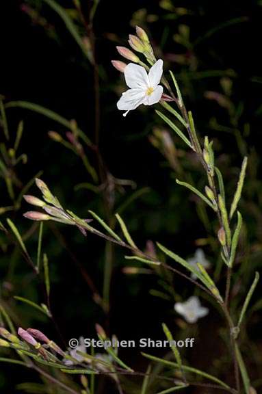 gayophytum eriospermum 3 graphic